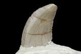 Serrated, Megalosaurid (Marshosaurus) Tooth - Colorado #177380-2